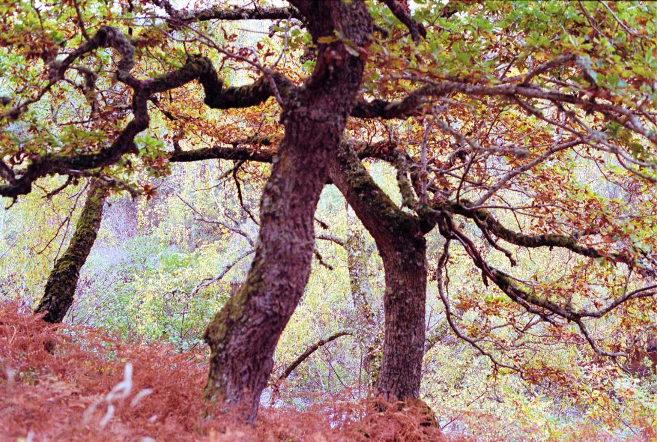 Ptarmigan Daire Nethy Bridge Dış mekan fotoğraf